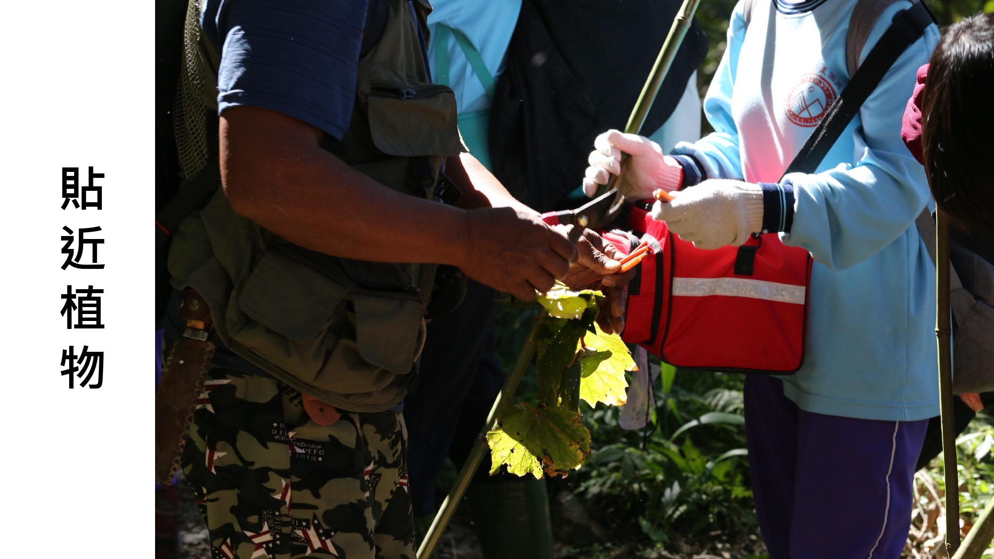 無螫蜂生態導覽